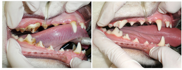 DENTISTRY-BEFORE-AND-AFTER