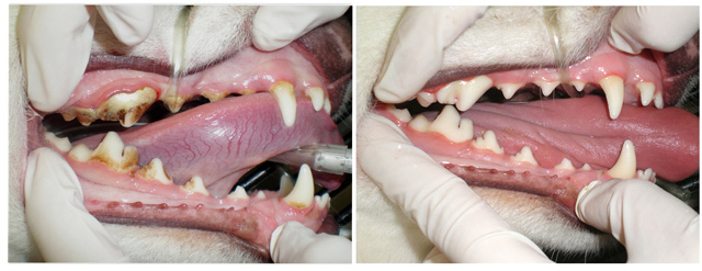 DENTAL EXPERTS