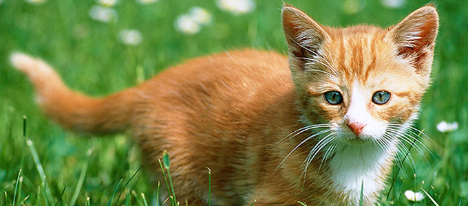 CAT FRIENDLY & FEAR FREE